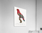 Chattering lory  Acrylic Print