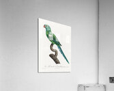 Yellow-shouldered parrot  Acrylic Print