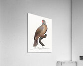 Mascarine parrot  Acrylic Print
