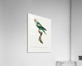 Red-faced parrot  Acrylic Print