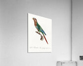 Wave-breasted parakeet  Acrylic Print