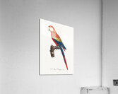 Ara macao  Acrylic Print