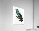 Eclectus parrot  Acrylic Print