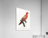 Crimson shining parrot  Acrylic Print