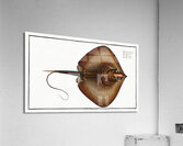 Fire Flaire Raja Pastinaca Acrylic Print