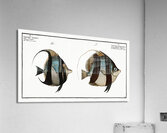 1. Chaetodon macrolepidotus 2. Chaetodon cornutus Acrylic Print