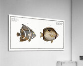 1. Chaetodon unimaculatus 2. Arc-Fish Chaetodon arcuatus Impression acrylique