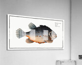 Lump Cycloterus lumpus Acrylic Print