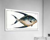 Chaetodon glaucus Acrylic Print