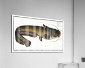 Sheat-fish Silurus Glanis Acrylic Print