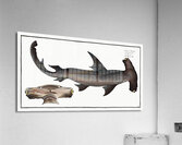 Balance Fish Squalus Zygaena Acrylic Print