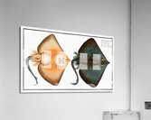 Sharp Nosed-Ray Raja Oxyrinchus Acrylic Print