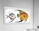 1.Chaetodon aureus 2. Silver Fish Zeus Vomer Acrylic Print