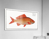 Gold-Fish Cyprinus Auratus Acrylic Print