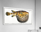 Starry Globe-fish Tetrodon Lagocephalus Acrylic Print