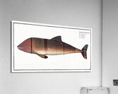 Porpesse Delphinus Phocoena Acrylic Print