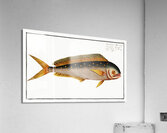 Dolfin Coryphaena Hippurus Acrylic Print