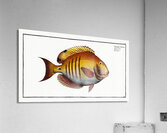 Surgeon Chaetodon Chirurgus Acrylic Print