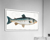 Salmon Salmo Salar Acrylic Print