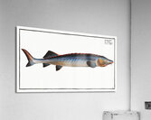 Great Sturgeon Acipenser Huso Acrylic Print