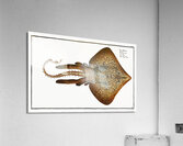 Rough Ray Raja Rubus Acrylic Print