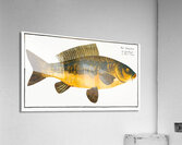 Royal-Carp Rex Cyprinorum Impression acrylique