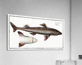 Picked- Dog Squalus Acanthias Acrylic Print