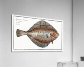 Plaise Pleuronectes Platessa Acrylic Print
