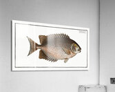 Chaetodon guttatus Acrylic Print