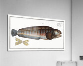 Wolf Fish Anarihchas Lupus Acrylic Print