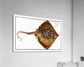 Thornback Raja clavata Acrylic Print
