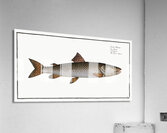 River-Salmon Salmo Hucho Acrylic Print