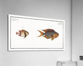 1. Chaetodon Pavo 2. Chaetodon aruanus Acrylic Print