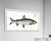 Gwiniad Salmo Lavaretus Impression acrylique