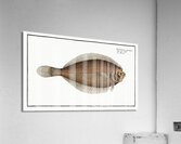 Pleuronectes limandoides Acrylic Print