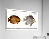 1. Chaetodon Argus 2. Chaetodon vagabundus Acrylic Print