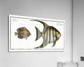 1. Chaetodon Plümieri 2. Chaetodon ocellatus Acrylic Print
