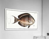 Chaetodon nigricans Acrylic Print