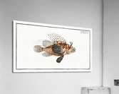 Scorpaena antennata Acrylic Print