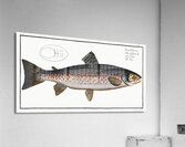 Trut Salmo Trutta Acrylic Print