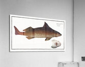 Centrina Squalus Centrina Acrylic Print