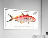 Red Mackrel Scomber ruber Acrylic Print