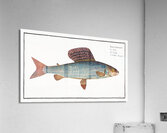 Grayling Salmo Thymallus Acrylic Print