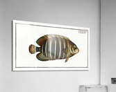 Chaetodon fasciatus Acrylic Print