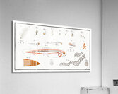 Fish hatching and growing Acrylic Print