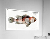 Poisonnet Grooper Scorpaena Scrofa Acrylic Print