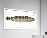 Ling Gadus Molva Acrylic Print