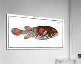 Toadfish Tetrodon Testudineus Acrylic Print
