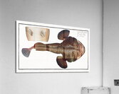 Sea Devil Lophius Piscatorius Acrylic Print