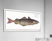 Coal Fish Gadus Carbonarius Acrylic Print